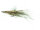 Pattegrisen Grizzly Mustad 34011 #4