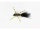 X-Fly Black Kamasan B170 #6