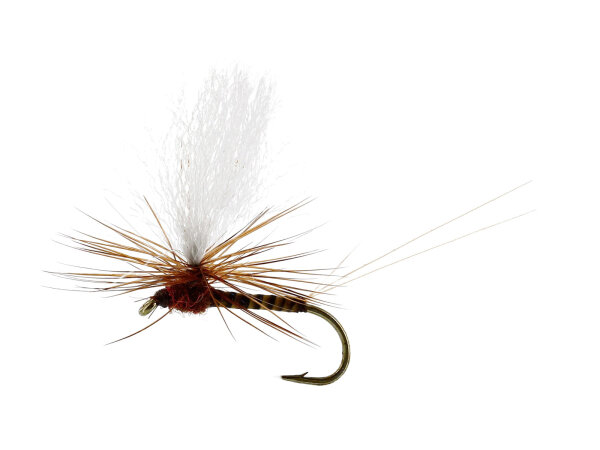 Marginata Dun Quill Brown TMC100 #12